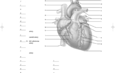 Anatomy Of The Heart Worksheet With Answers Printable Pdf Download
