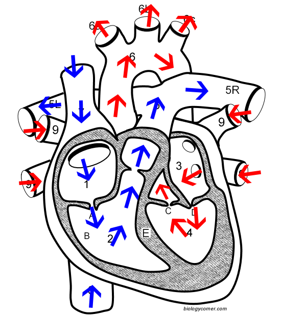 Learn The Anatomy Of The Heart By Number Worksheet Answers