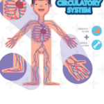 Anatomy Of The Human Body Free Printables For Kids