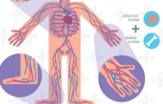 Anatomy Of The Human Body Free Printables For Kids