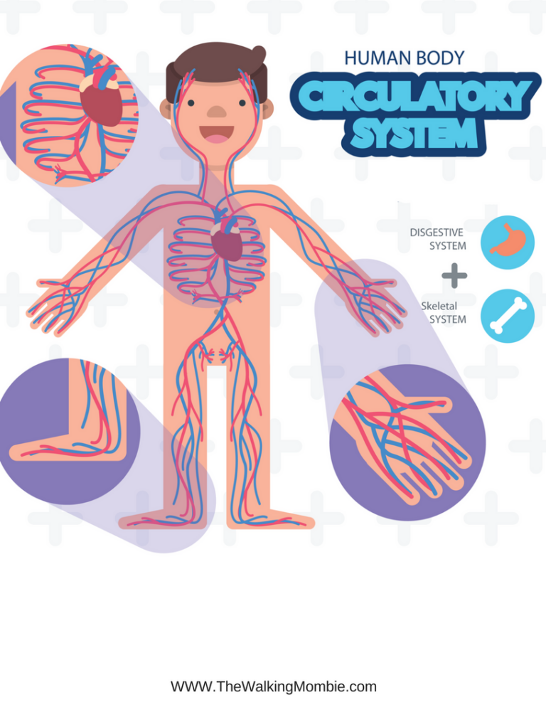 Anatomy Of The Human Body Free Printables For Kids | Anatomy Worksheets
