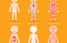 Anatomy Of The Human Body Free Printables For Kids