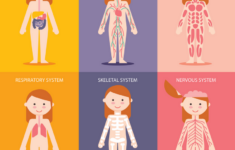 Anatomy Of The Human Body Free Printables For Kids
