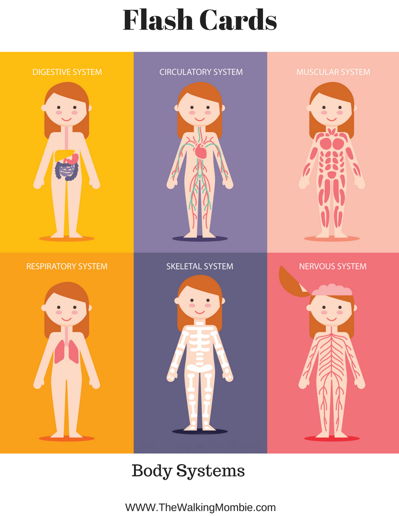 Anatomy Of The Human Body Free Printables For Kids 