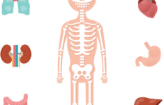 Anatomy Of The Human Body Free Printables For Kids