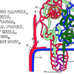 Anatomy Of The Kidney And Nephron