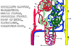 Anatomy Of The Kidney And Nephron