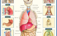 Anatomy Of The Organs Quick Study Academic Medical Books Free
