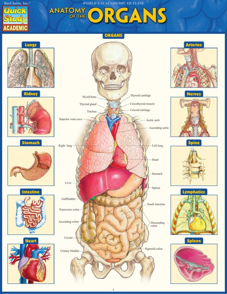 Anatomy Of The Organs Quick Study Academic Medical Books Free