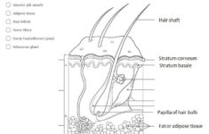 Anatomy Physiology Coloring Workbook Answers Anatomy Anatomy And