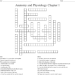 Anatomy Physiology Crossword WordMint