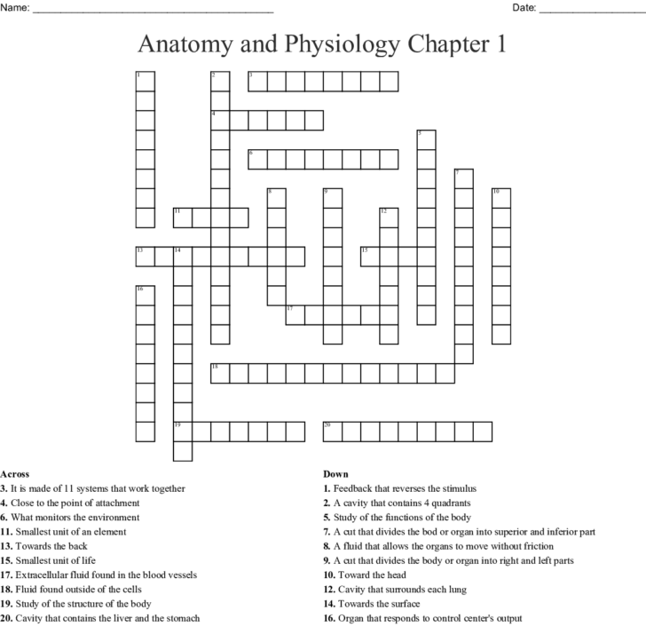 Anatomy And Physiology Crossword Puzzle Printable