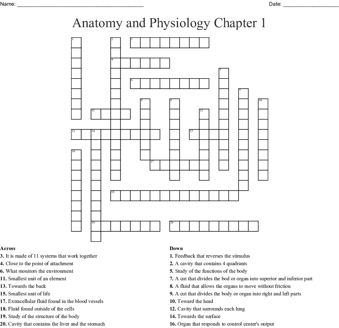 Anatomy And Physiology Crossword Puzzle Printable Anatomy Worksheets