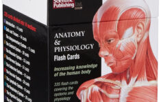 Anatomy Physiology Flash Cards Cards Amazon