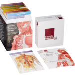 Anatomy Physiology Flash Cards Cards Amazon