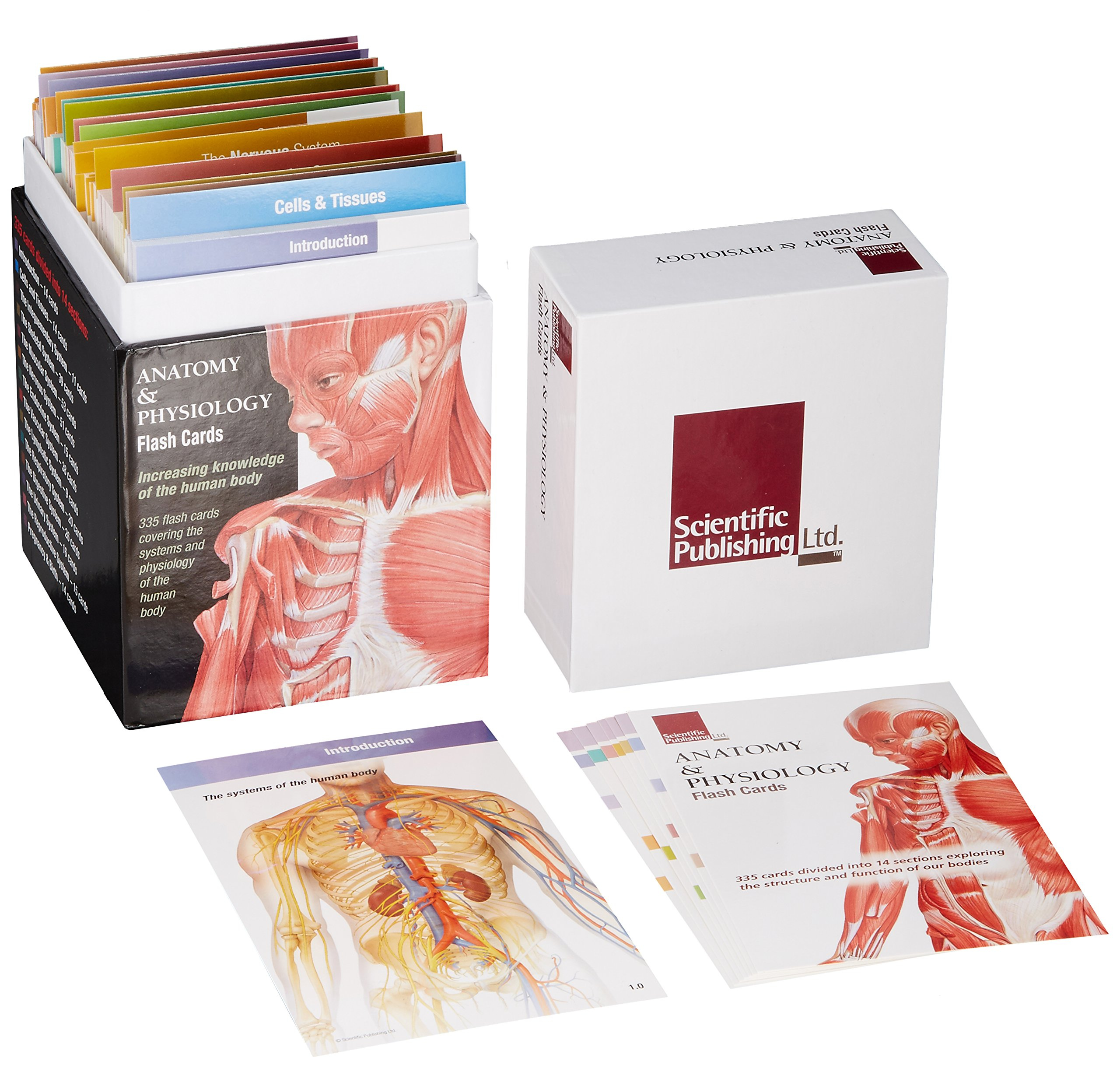 nursing-anatomy-and-physiology-flash-cards-printable-anatomy-worksheets