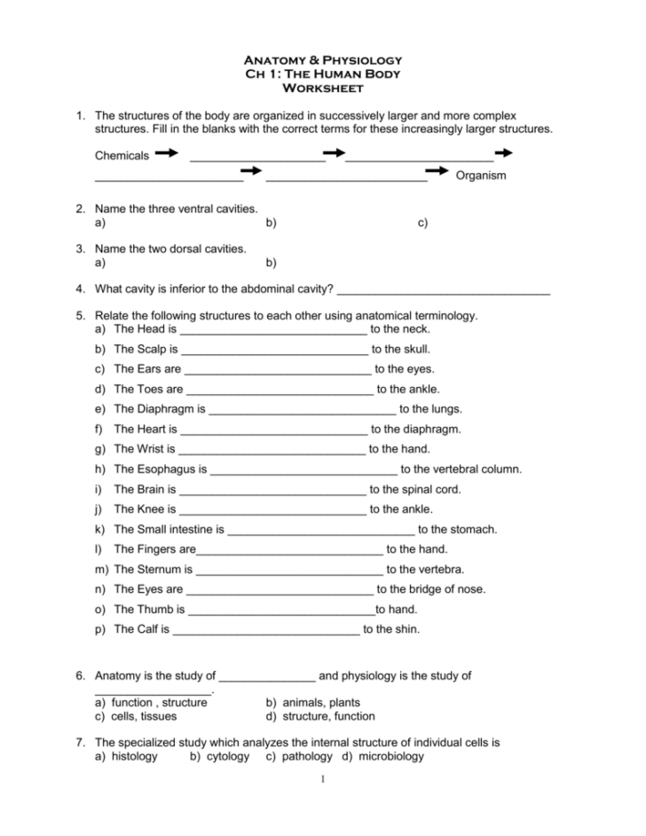 Knee Anatomy Chapter 16 Worksheet 1