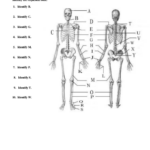 Anatomy Physiology Worksheet With Answers Printable Pdf Download