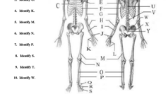 Anatomy Physiology Worksheet With Answers Printable Pdf Download