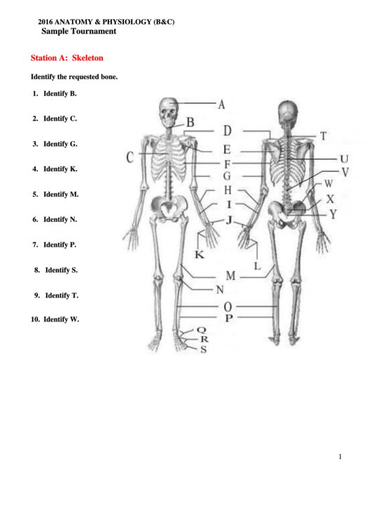 Anatomy Physiology Worksheet With Answers Printable Pdf Download