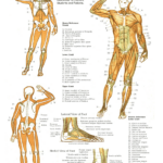 Anatomy Posters Poster Template