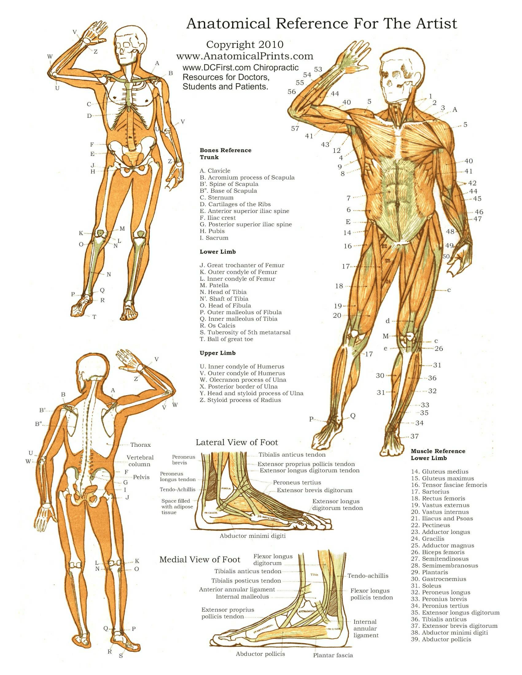 Anatomy Posters Poster Template