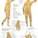 Anatomy Posters Poster Template