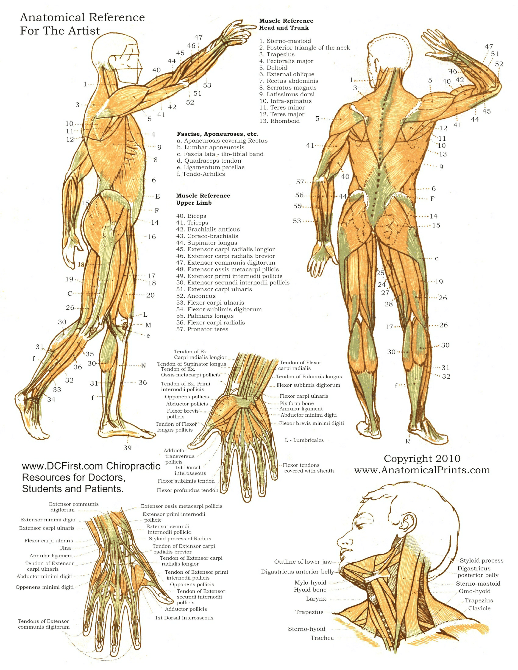 Anatomy Posters Poster Template