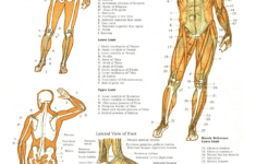 Anatomy Posters Poster Template