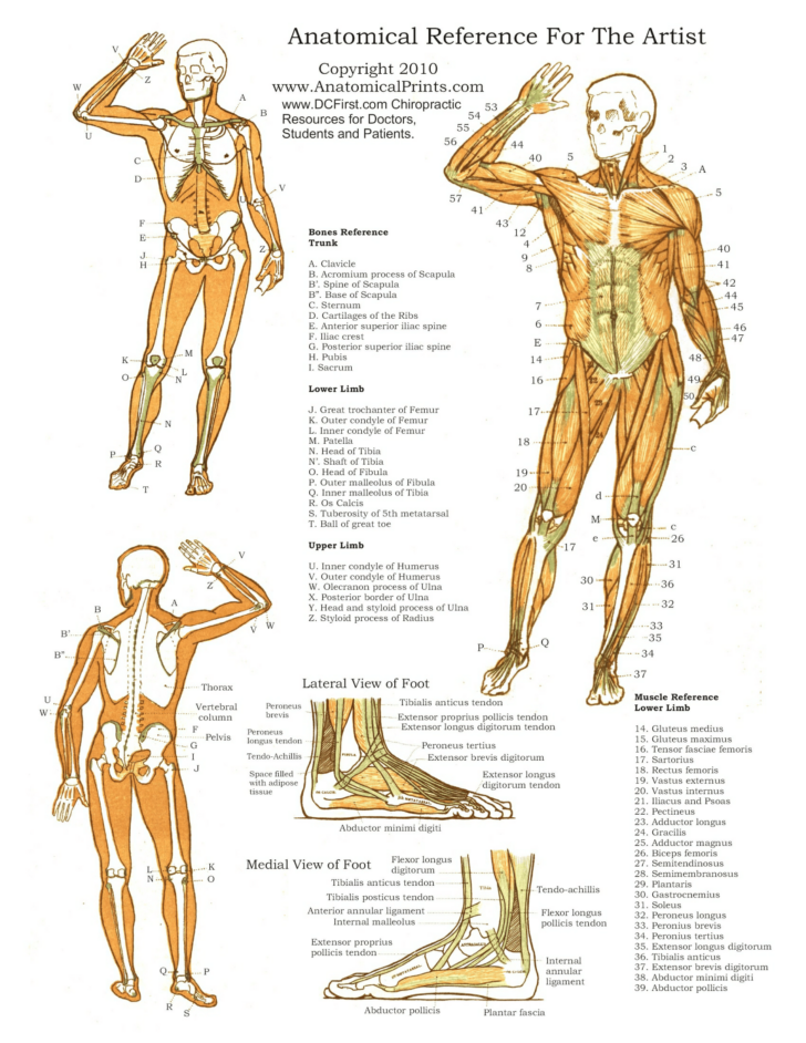 Human Anatomy Charts Free Download Printable