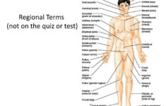 Anatomy Regional Terms Quiz