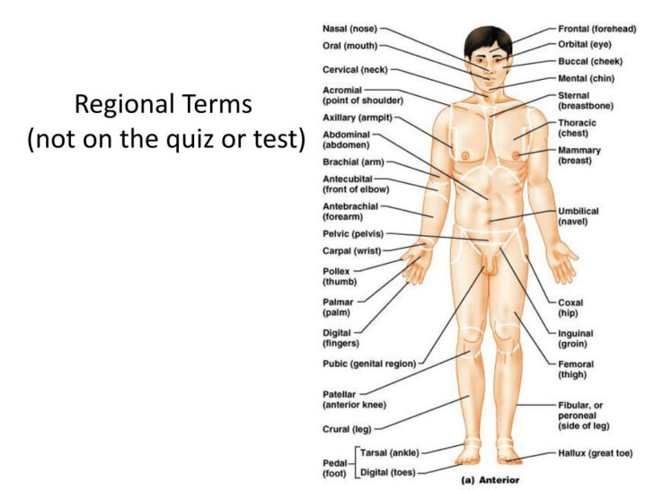 Anatomy Regional Terms Worksheet