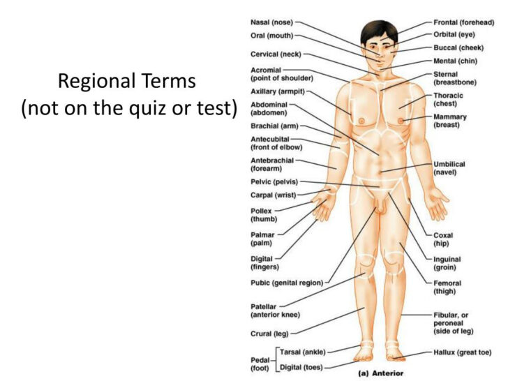 anatomy-worksheets-printable-for-medical-students