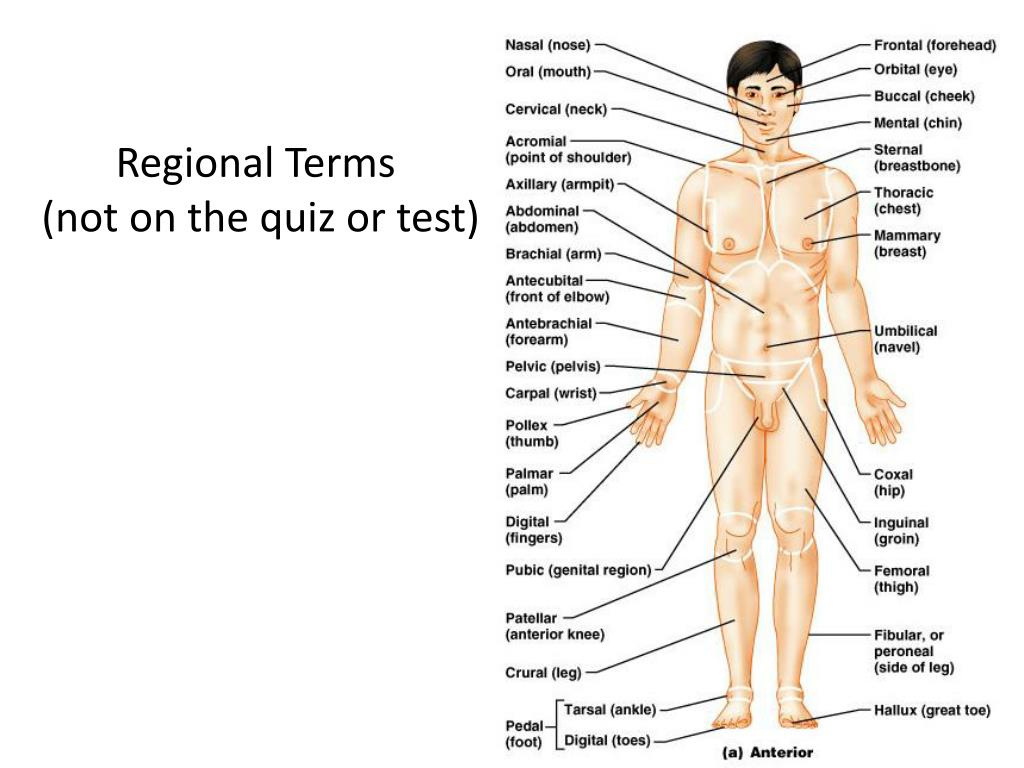 Anatomy Regional Terms Quiz