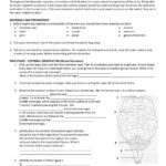 Anatomy Sheep Brain Lab Brain Lab Worksheet Answer Key Db Excel