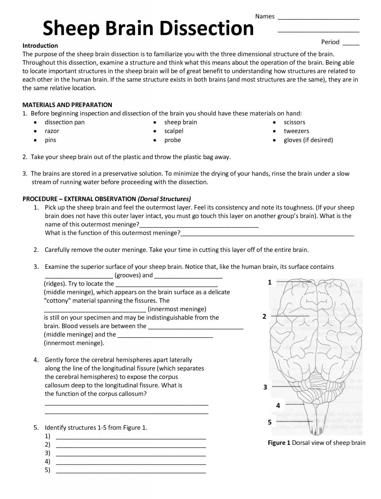Anatomy Sheep Brain Lab Brain Lab Worksheet Answer Key Db excel
