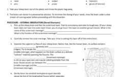 Anatomy Sheep Brain Lab Brain Lab Worksheet Answer Key Db excel
