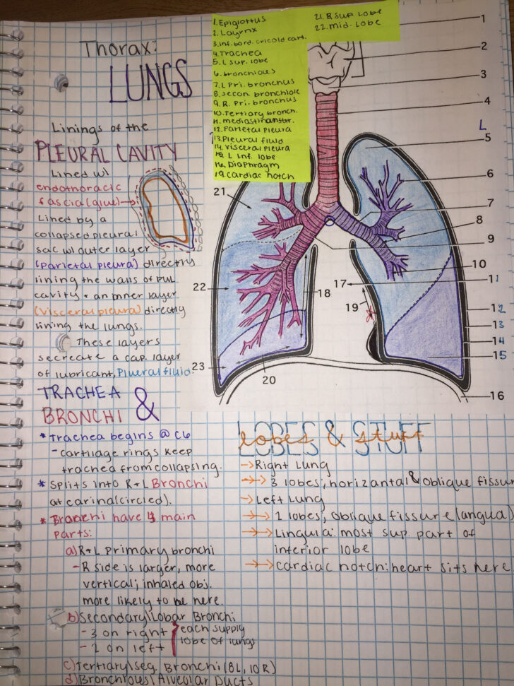 Anatomy Notes For Medical Students Printable