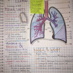 Anatomy Thorax Notes Cardiovascularinfographic Medical School