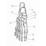 Anatomy Unit 5 Ankle Foot Bones Right Printable