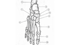 Anatomy Unit 5 Ankle Foot Bones Right Printable