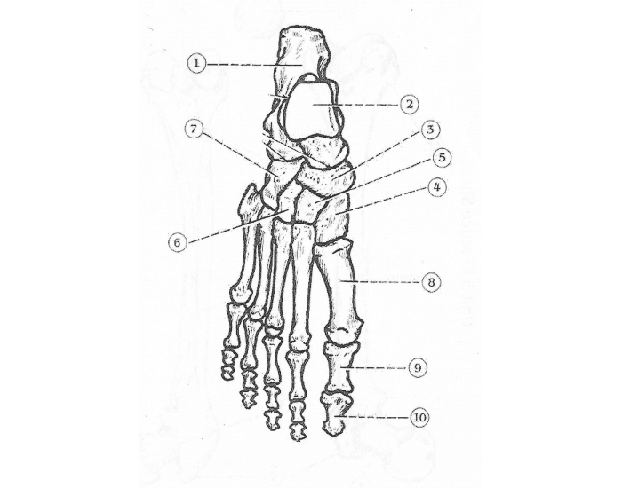 Anatomy Unit 5 Ankle Foot Bones Right Printable