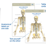 Anatomy Vocabulary Flash Cards QuickStudy