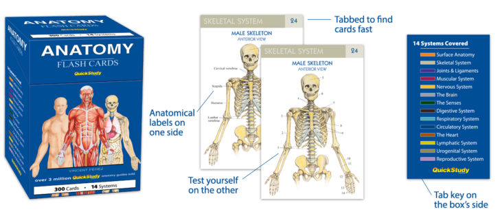 Best Flashcards For Anatomy And Physiology Printable