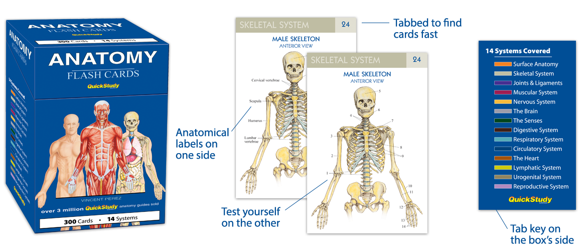 Anatomy Vocabulary Flash Cards QuickStudy