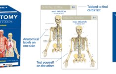 Anatomy Vocabulary Flash Cards QuickStudy