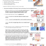 Anatomy Worksheet Epithelial Tissues Answers Worksheet List