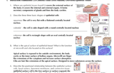 Anatomy Worksheet Epithelial Tissues Answers Worksheet List