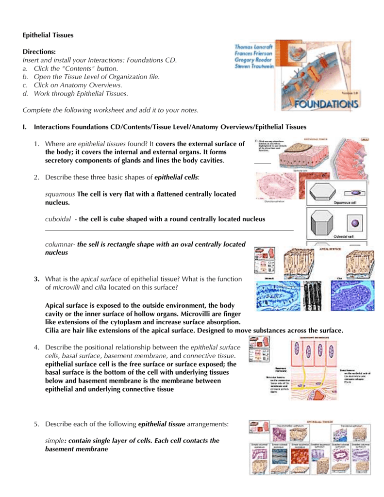 Anatomy Worksheet Epithelial Tissues Answers Worksheet List