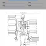 Anatomy Worksheets For High School 1 Worksheets Free